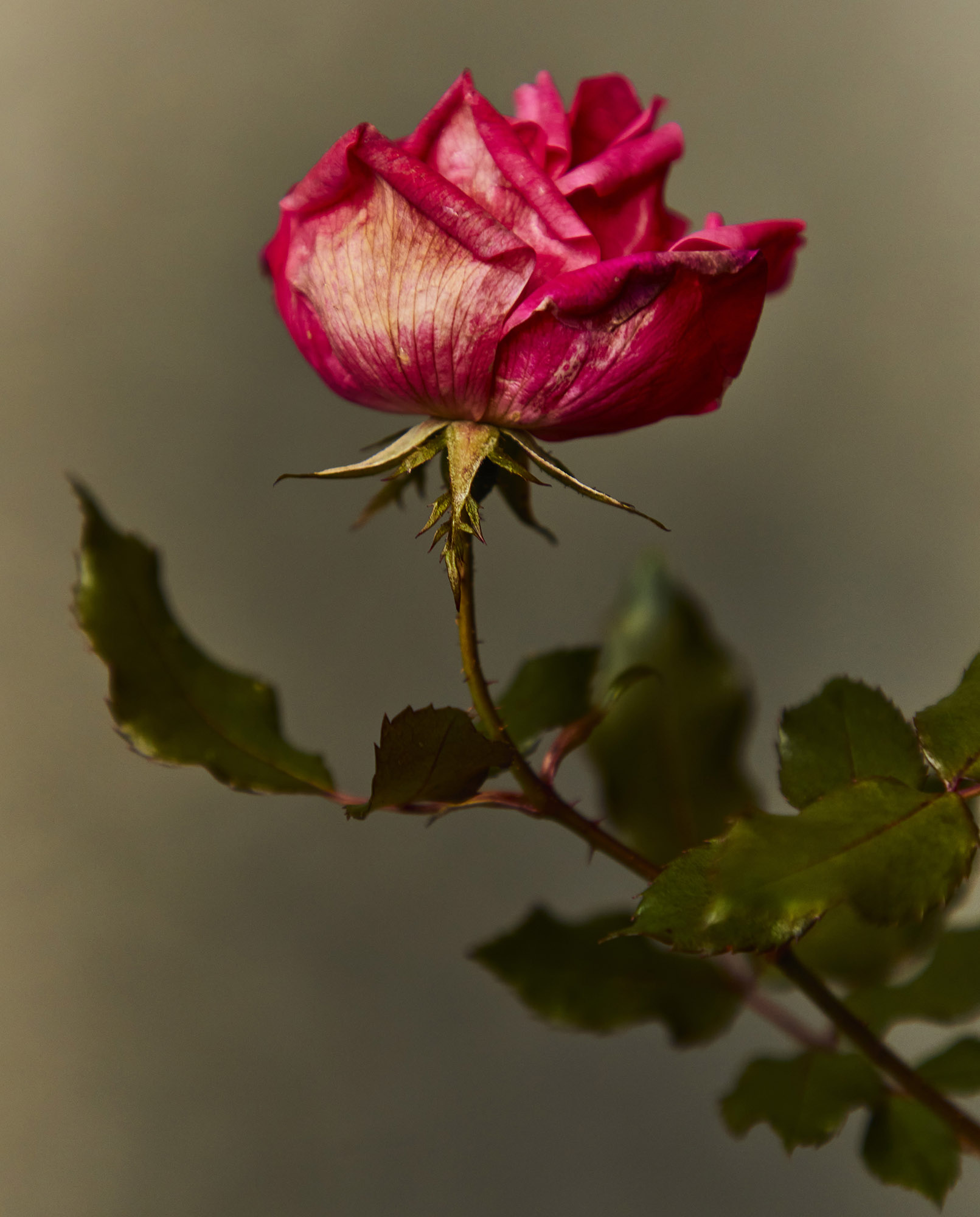 A Disintegrating Rose 136