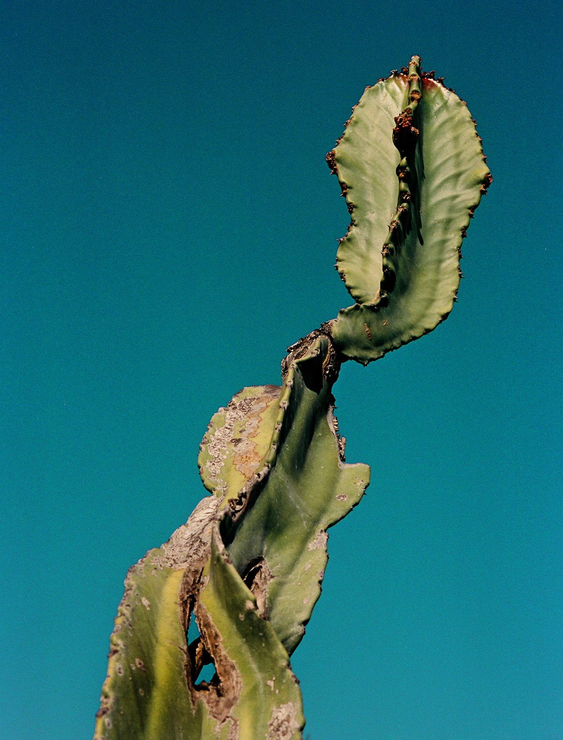 CACTUS