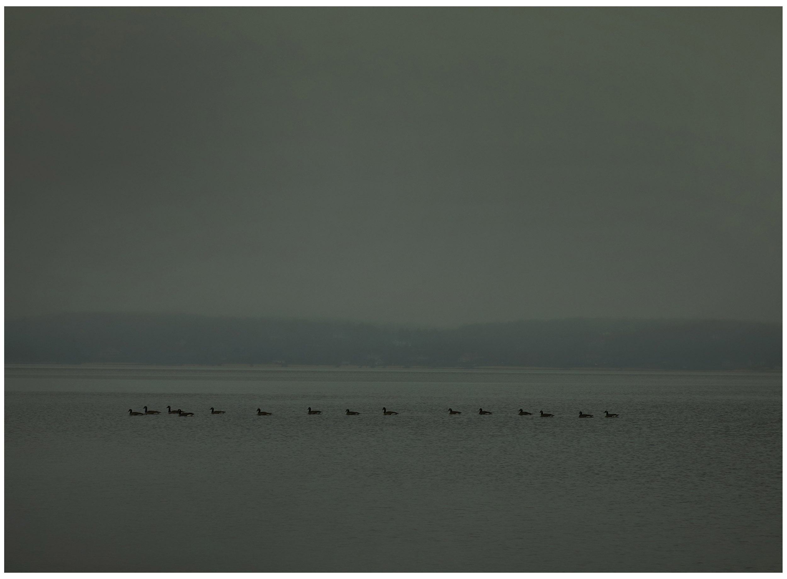 Ducks in a Row, Foggy Day in NY