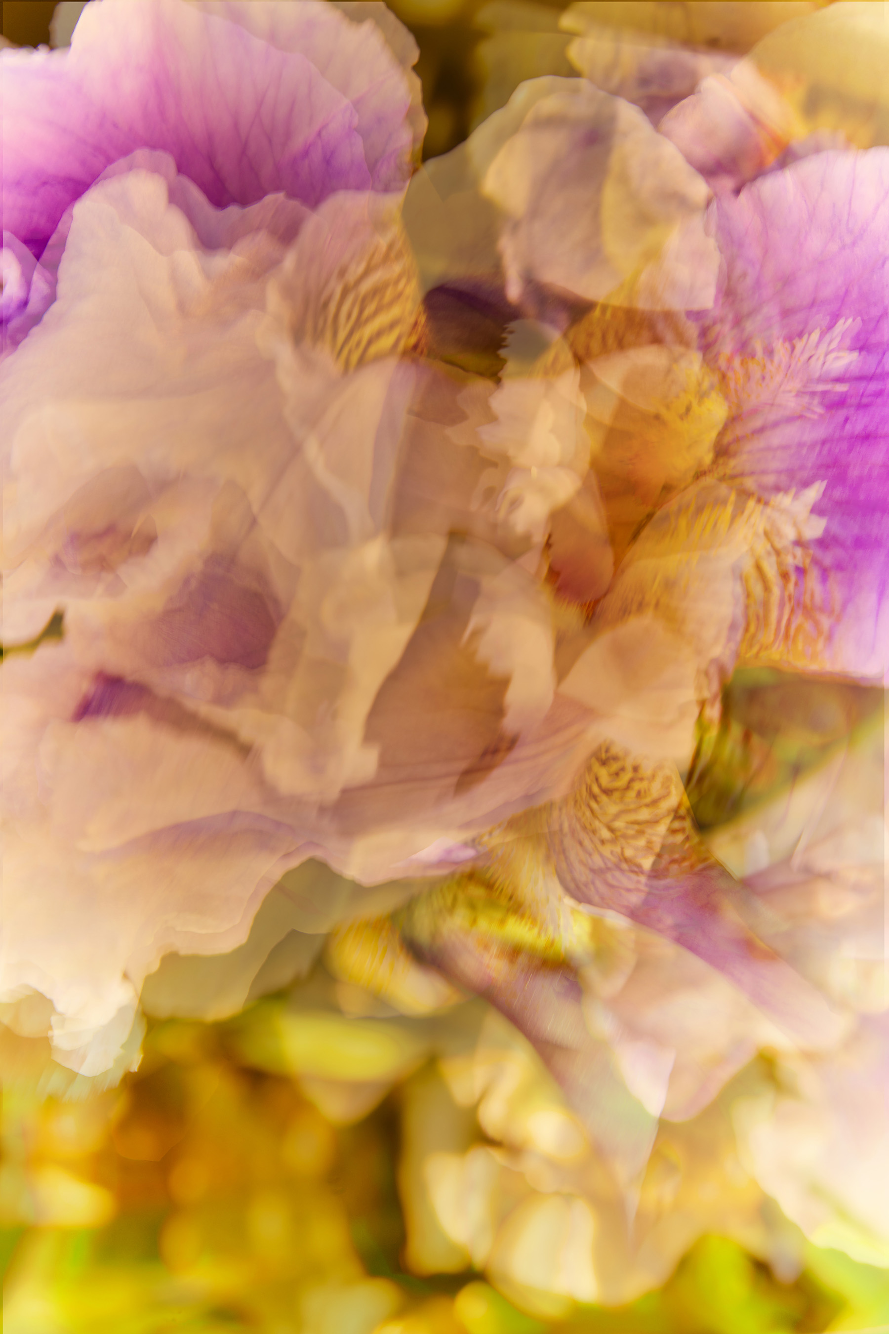 Dying Irises
