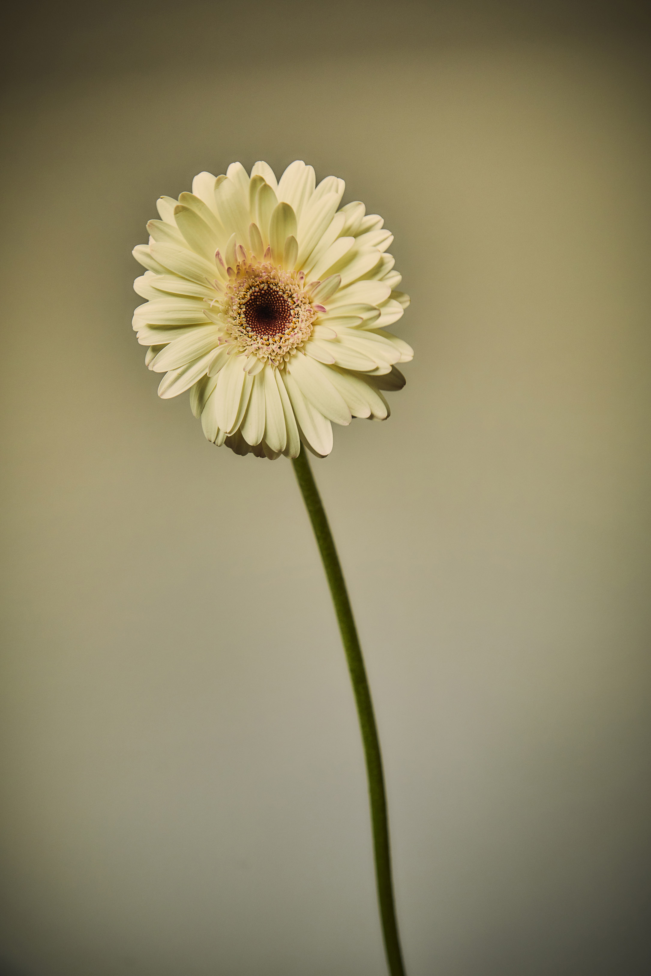 FlowerStudy242