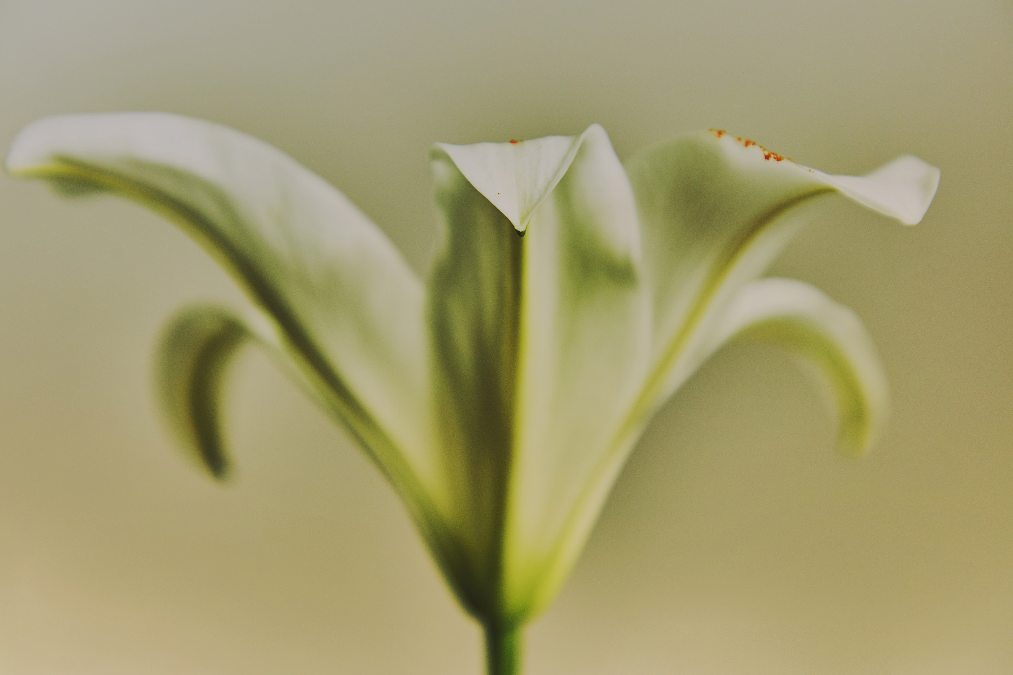 FlowerStudy450