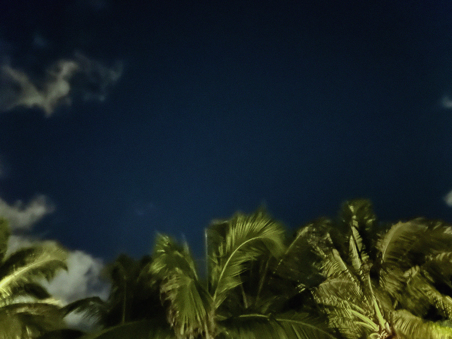 Palm Trees at Dusk