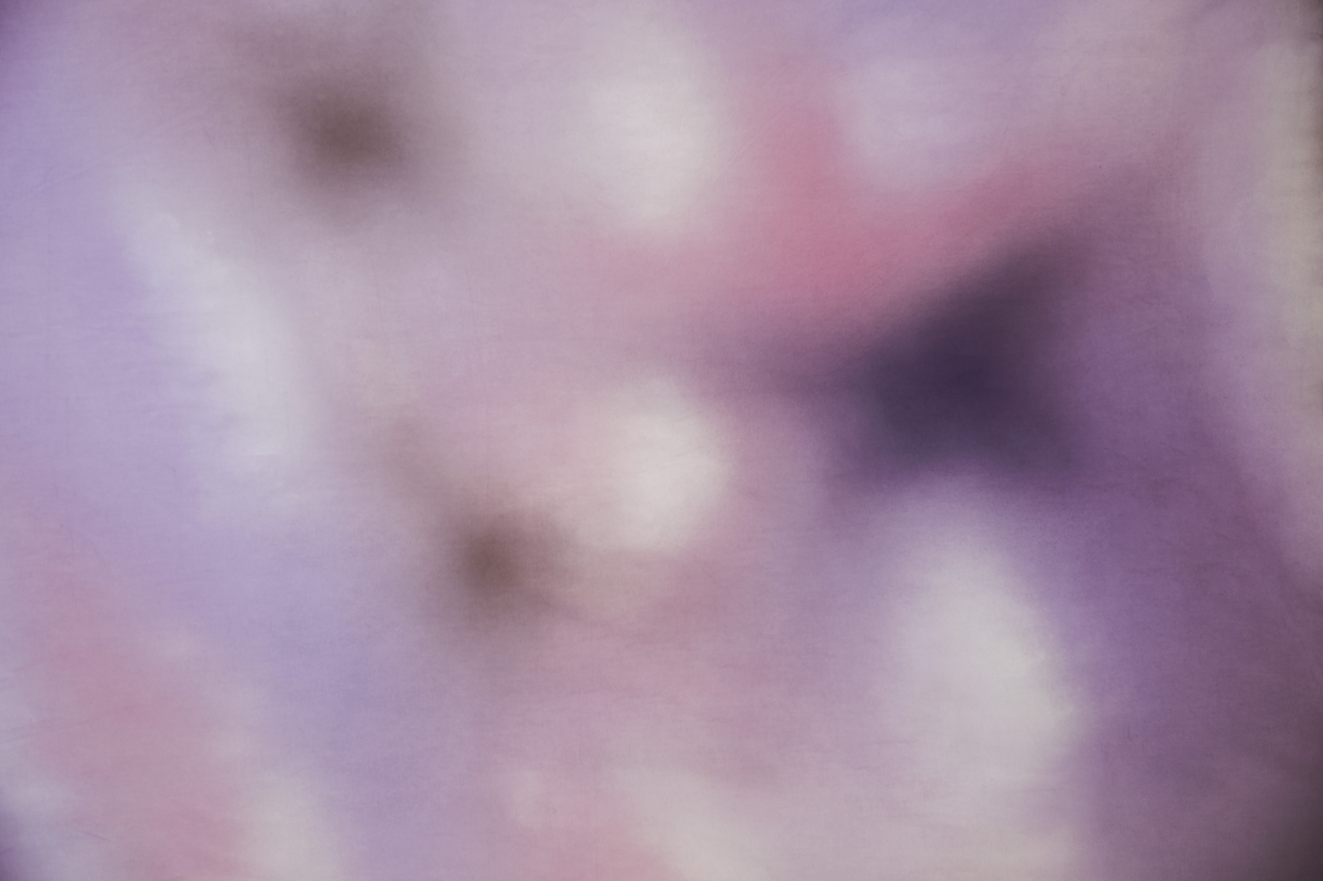 Portrait of a Pink Backdrop 