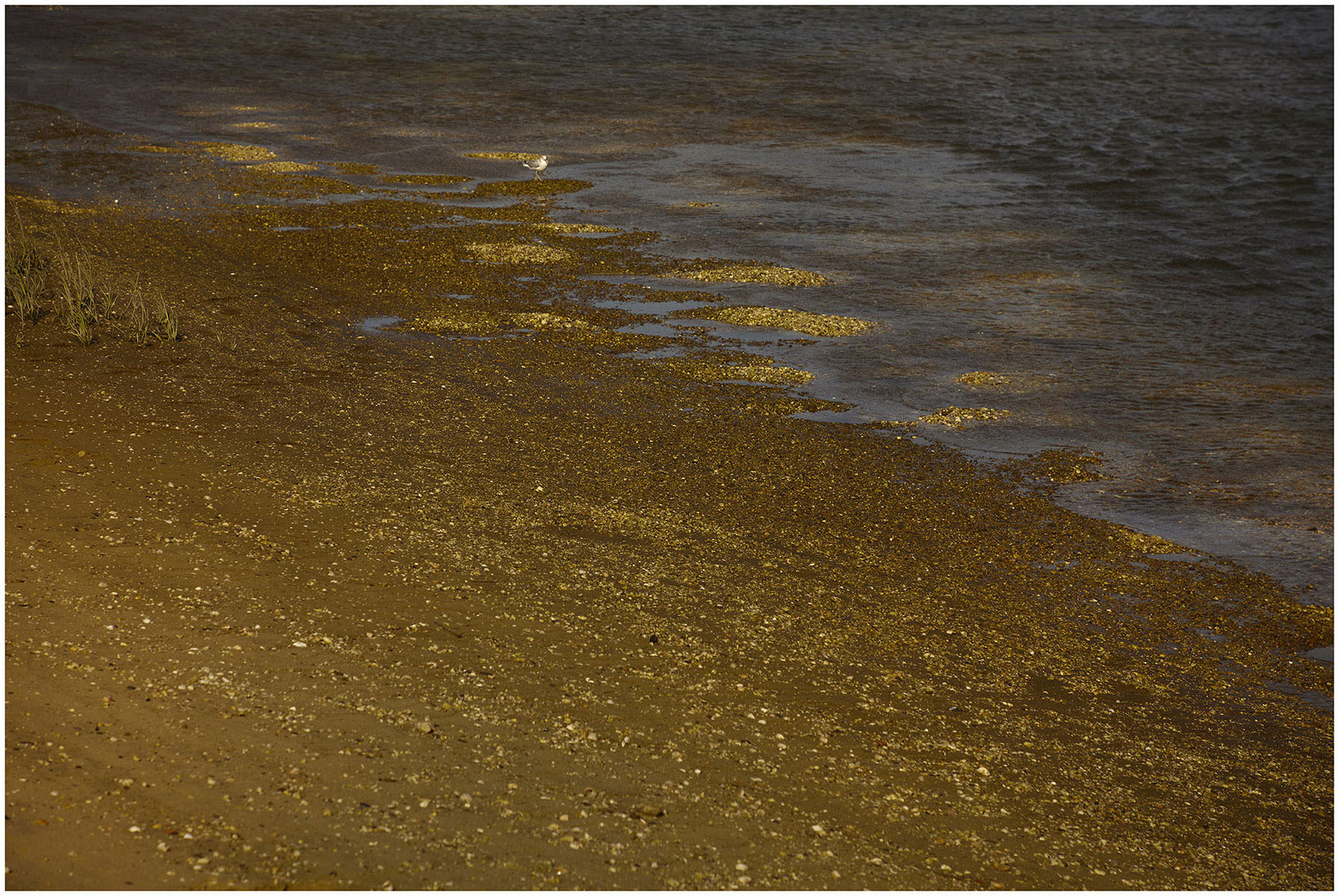 Seagull at Sunset