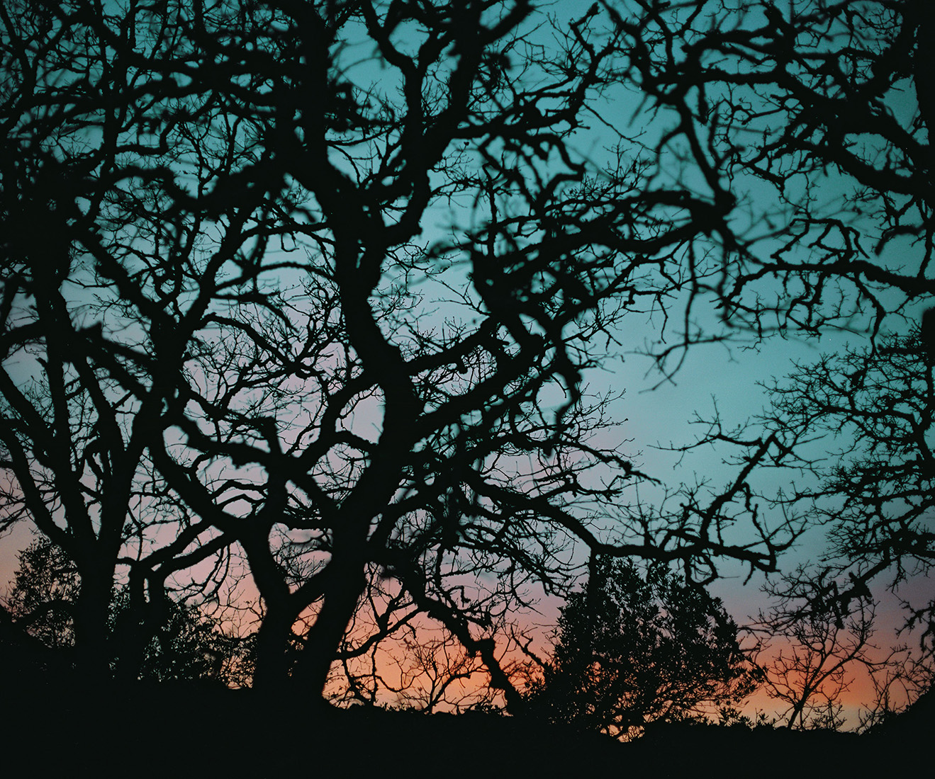 SUNSET THROUGH THE BRANCHES